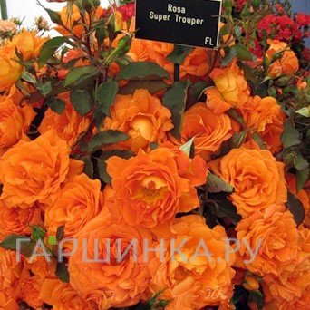 Роза Супер Трупер флорибунда, Топалович (лиц)