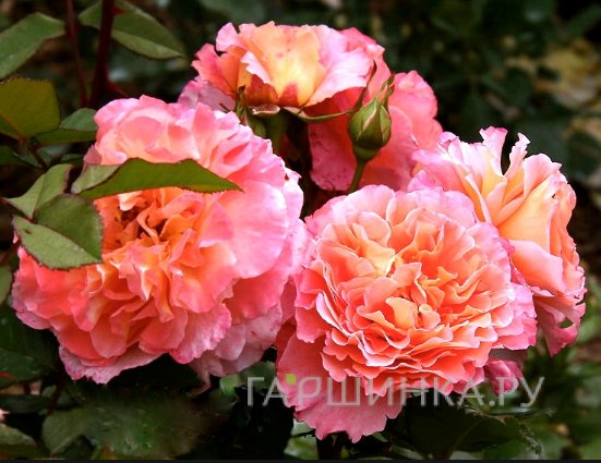 Роза Августа Луиза чайно-гибридная Imperial Rose