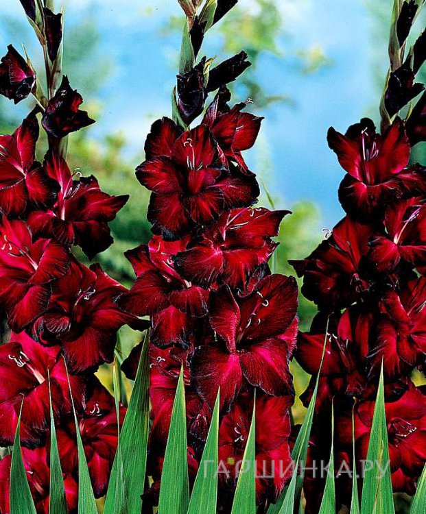 Гладиолус Блэк Джек 5 шт