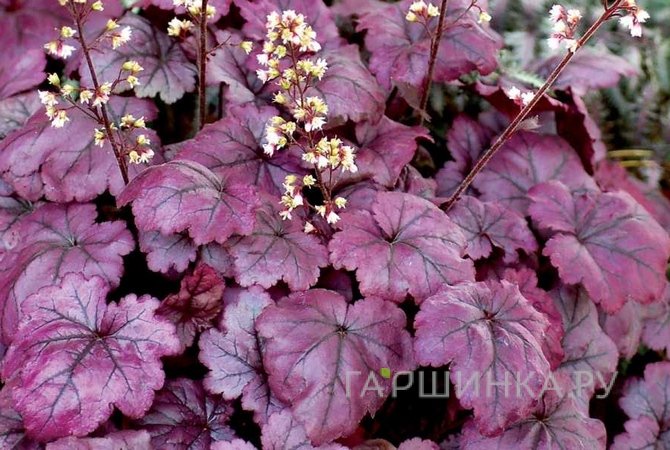 Гейхерелла Плам Рояль