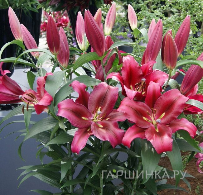 Лилия Палаццо ОТ-гибрид темно-розовая
