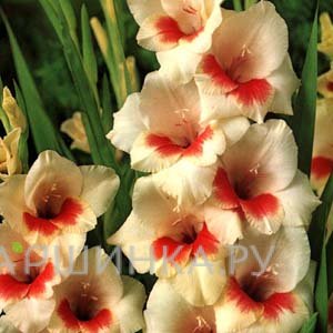 Гладиолус крупноцветковый Мэри Хоуслей 5шт.