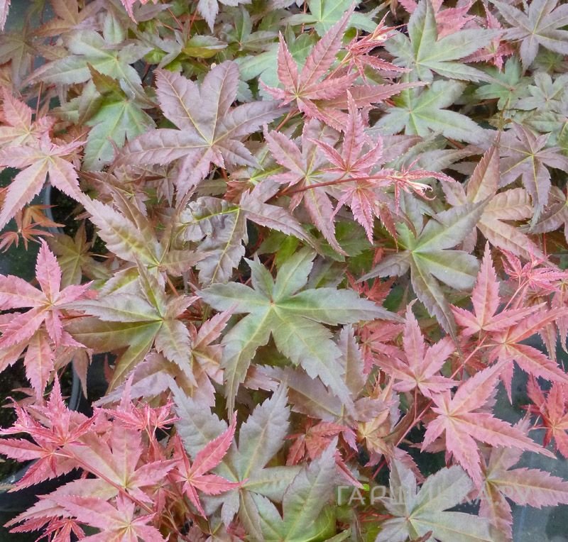 Клен Бени Майко