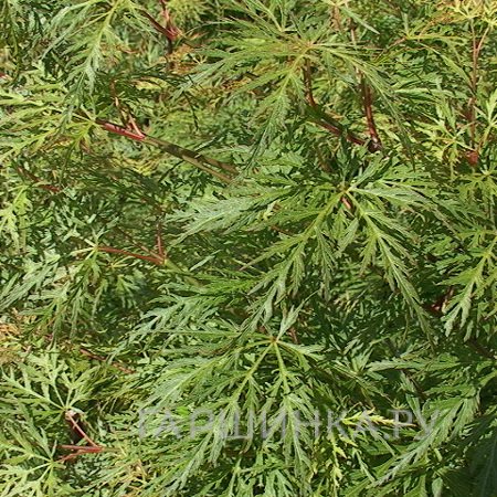 Клен Эмеральд Лейс