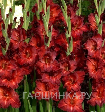 Гладиолус крупноцветковый Чоколате