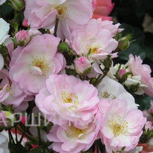 Роза Перенниал Блаш плетистая Imperial Rose