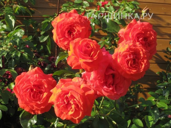 Роза Салита плетистая, Imperial Rose