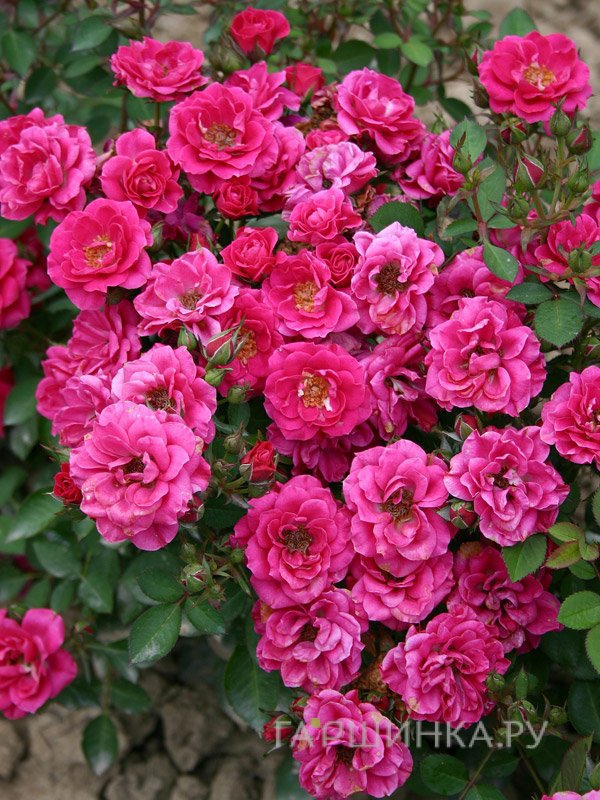 Роза Блю Парад миниатюрная, Imperial Rose