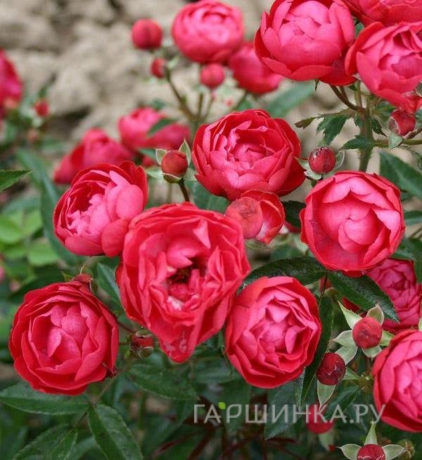 Роза Мутертаг миниатюрная Imperial Rose