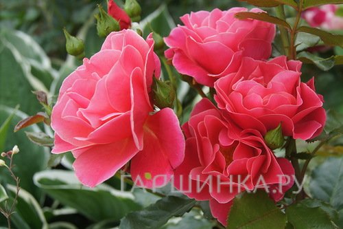 Роза Пассе флорибунда, Империал Роуз Imperial Rose