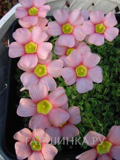 Оксалис Obtusa 3шт