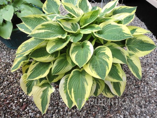 Хоста Мама Миа (M)