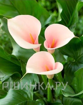 Калла Эфиопика Фламинго