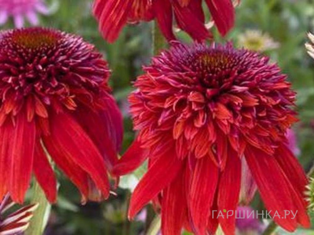 Эхинацея пурпурная Эксцентрик