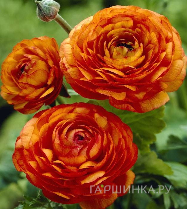 Ранункулюс Оранж 10шт.