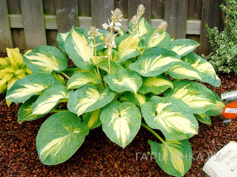 Хоста Грейт Экспэктейшен (ML)