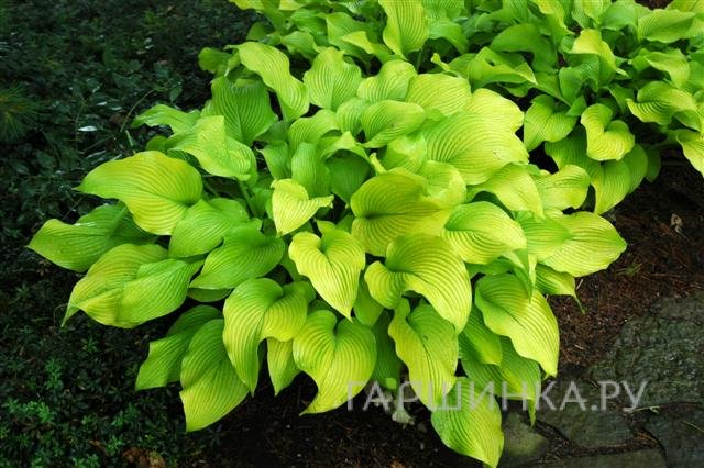 Хоста Сан Пауэр (ML)