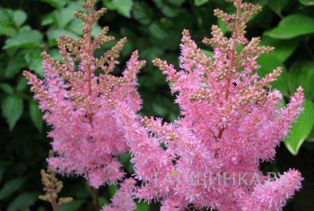 Астильба гибридная Пинк