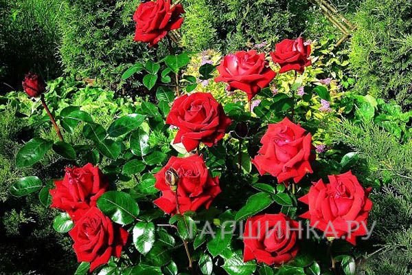 Роза Ингрид Берман чайно-гибридная, Imperial Rose