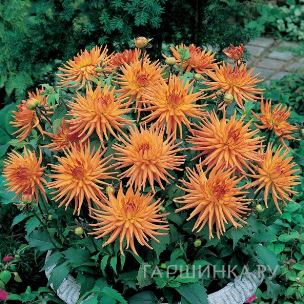 Георгина Парк Рекорд бордюрная