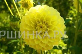 Георгина Катя шаровидная