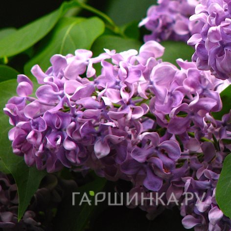 Сирень Алексей Маресьев