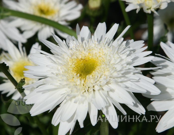 Ромашка (Нивяник) Уиралл Суприм