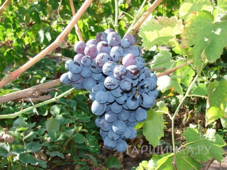 Виноград Альфа плодовый