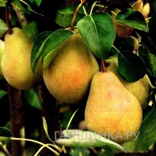 Груша Купава