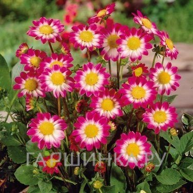 Георгина Свитхарт бордюрная