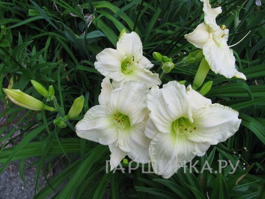 Лилейник Кул Ит