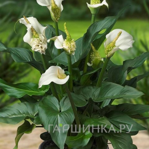 Калла Эфиопика Вайт Сван