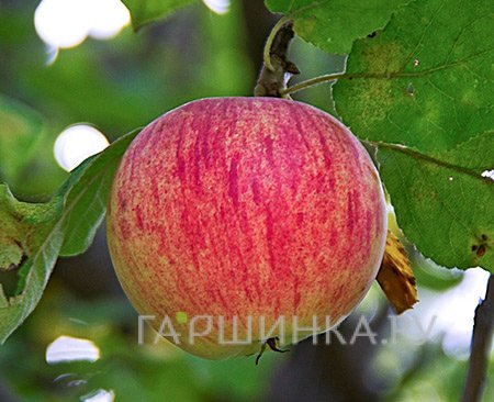 Яблоня Штрейфлинг