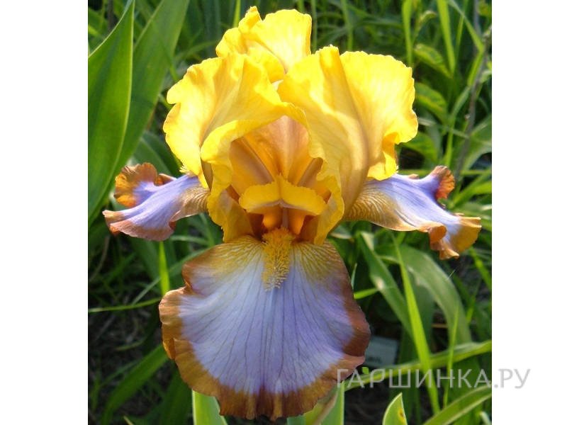Ирис бородатый Браун Лассо