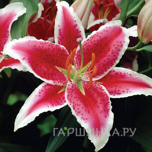 Лилия Старфайтер восточная