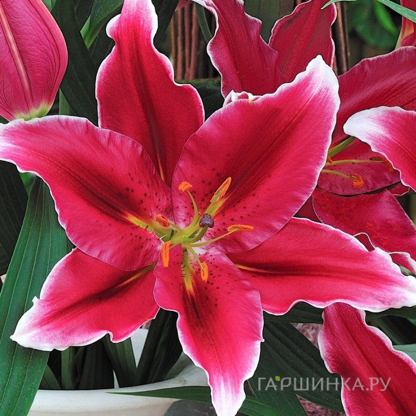 Лилия Метрополитен восточная/2шт