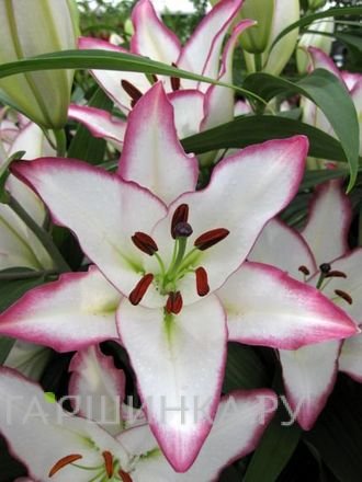 Лилия Те Эдж восточная /2шт