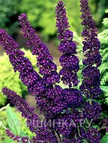 Буддлея Блэк Найт