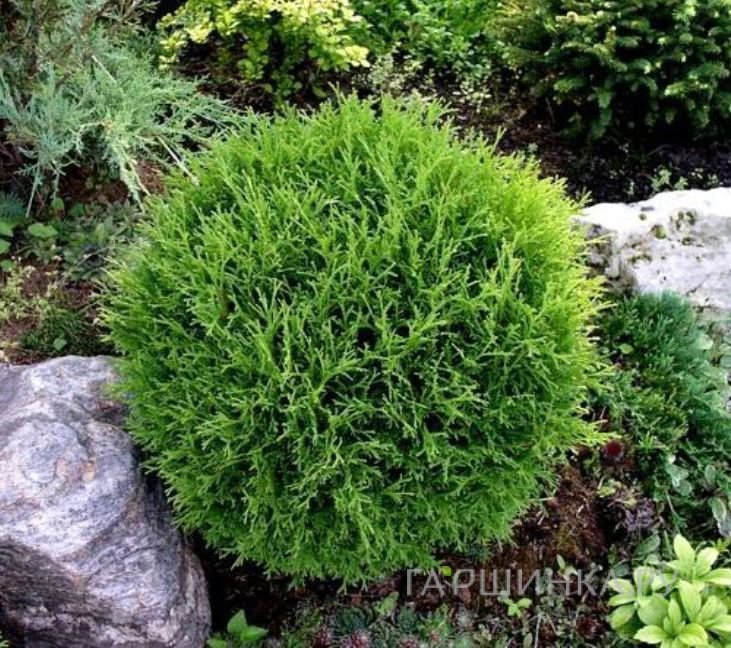 Туя шаровидная Тини Тим