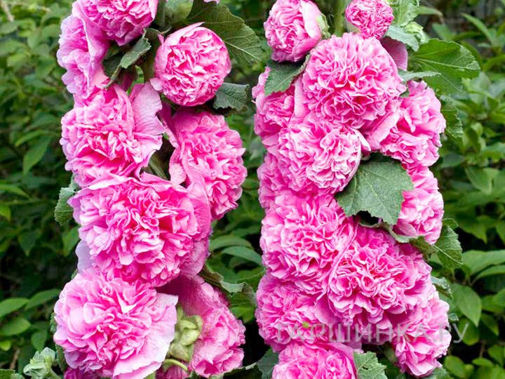 Шток-роза Double Pink махровая