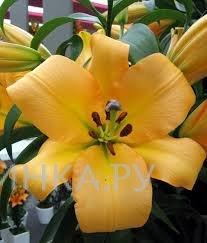 Лилия Морини ОТ-гибрид/2шт