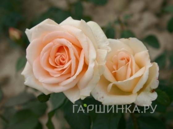 Роза Мунсун/Осеана чайно-гибридная, Imperial Rose