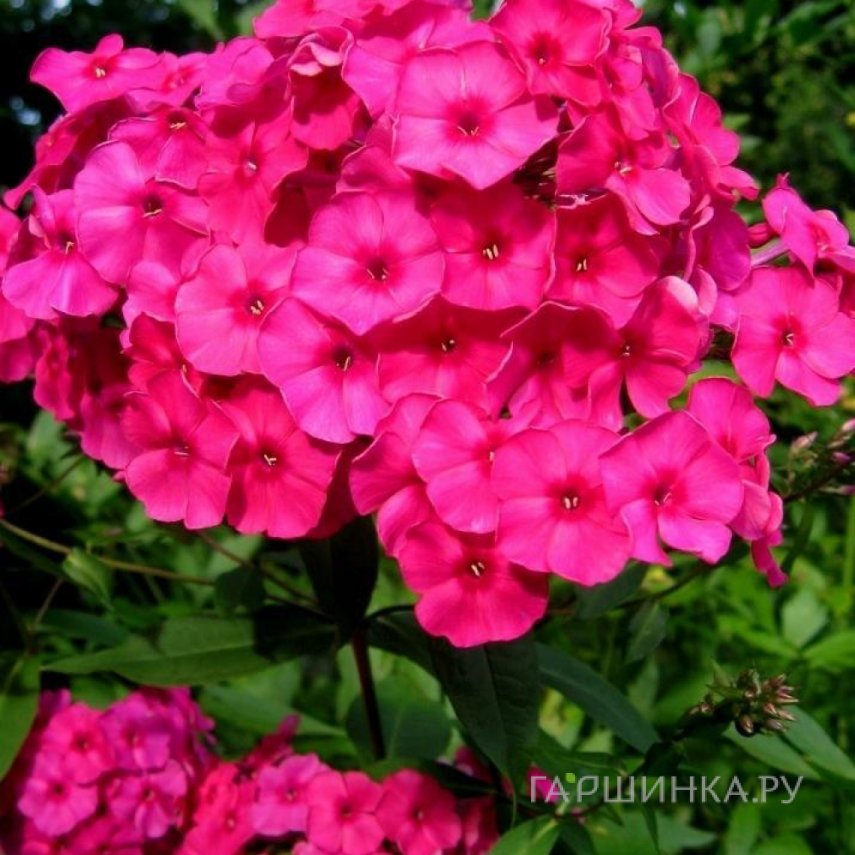 Флокс Малиновое суфле