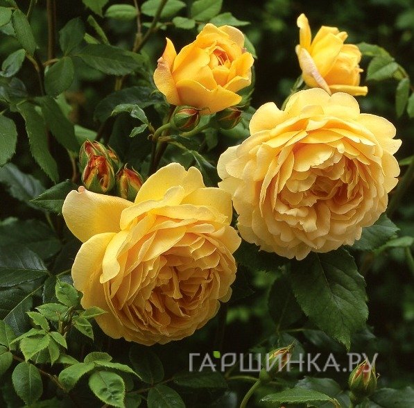 Роза Голден Селебрейшн, Д.Остин кустарниковая (лиц)