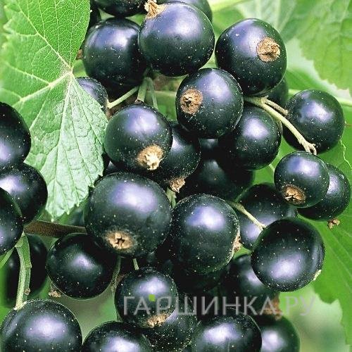 Смородина Титания черная (очень крупная ягода)