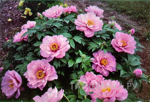 Пион Фест Эрайвал (ИТО)