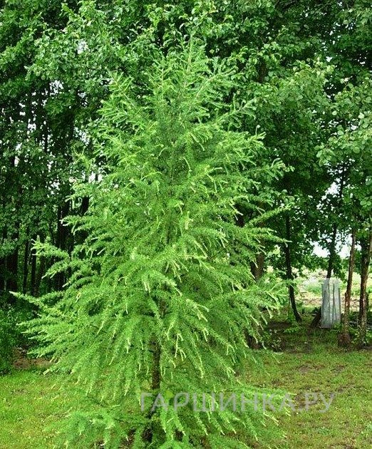 Лиственница Кемпфера