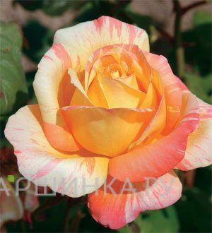 Роза Марвелл чайно-гибридная, Топалович (лиц)