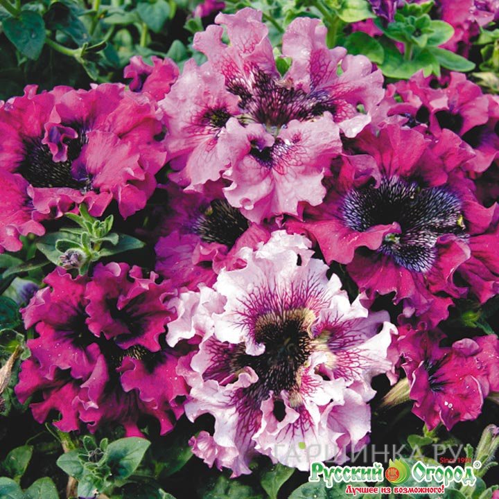 Петуния супербиссима Жабо смесь 12шт