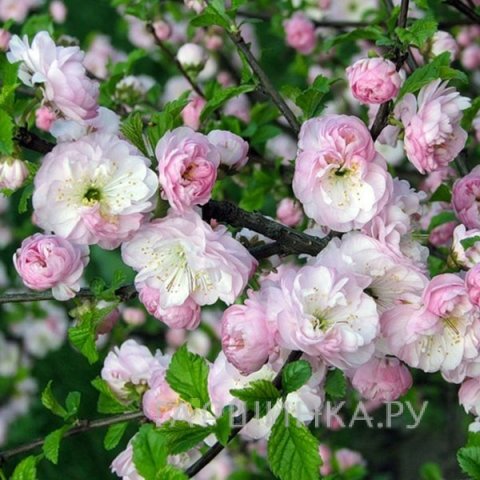 Миндаль Снега Племуры